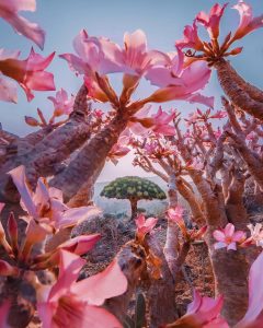 Đảo Socotra ở Ấn Độ Dương
