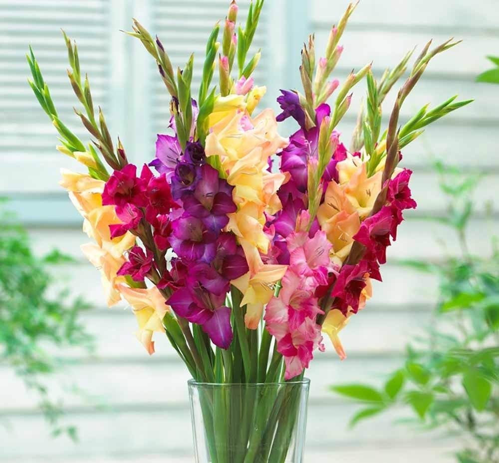 Hoa lay ơn rực rỡ sắc màu