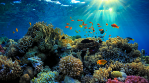 Chia sẻ kinh nghiệm lặn ngắm san hô ở đảo Phú Quốc