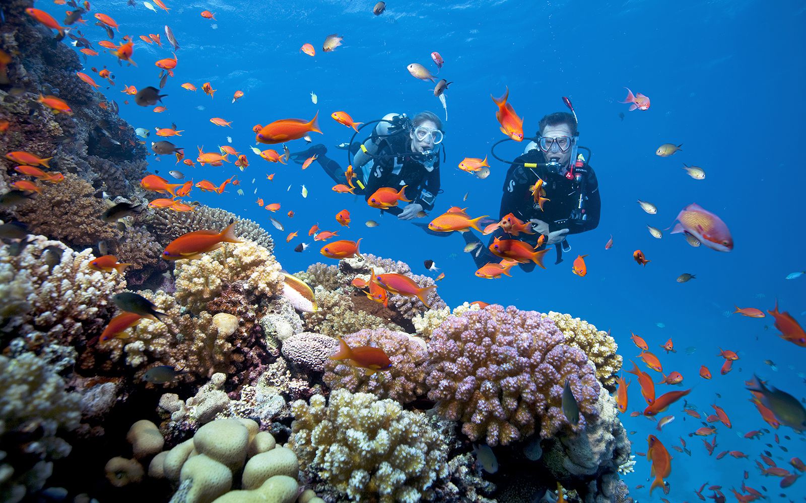 Vẻ đẹp của rạn san hô Phú Quốc